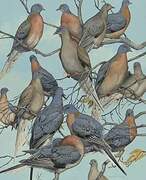 Passenger Pigeon