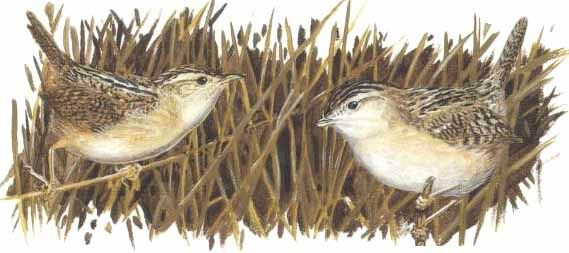 Sedge Wren