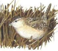 Sedge Wren