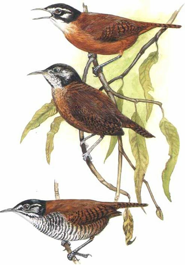 Bay Wren