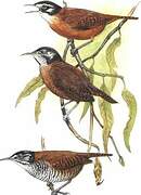 Bay Wren