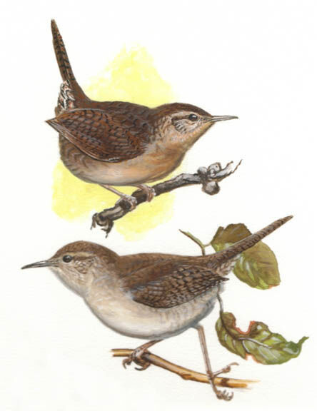 House Wren (brunneicollis)