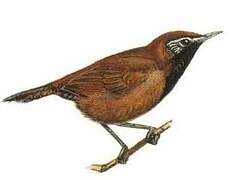 Black-throated Wren