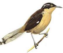 Black-capped Donacobius