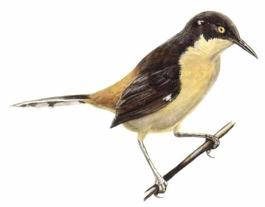 Black-capped Donacobius