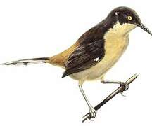 Black-capped Donacobius