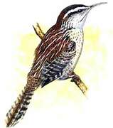 Veracruz Wren