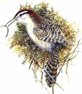 Veracruz Wren