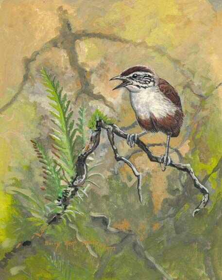 White-breasted Wood Wren