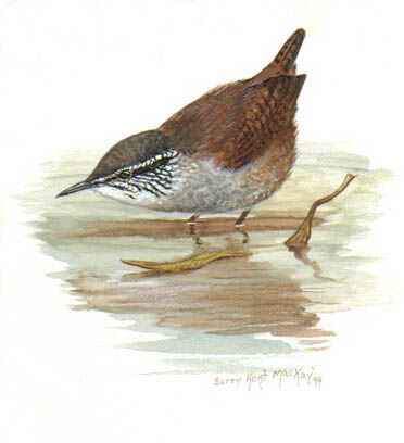 Grey-breasted Wood Wren