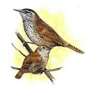 Spot-breasted Wren