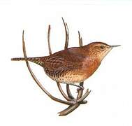 Rufous-browed Wren