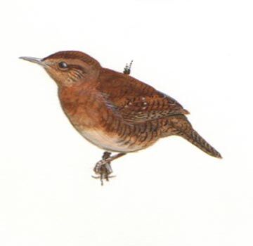 Rufous-browed Wren