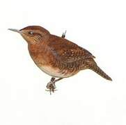 Rufous-browed Wren