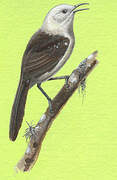 White-headed Wren