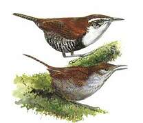 Black-bellied Wren