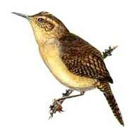 House Wren (musculus)