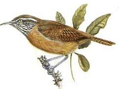 Stripe-throated Wren