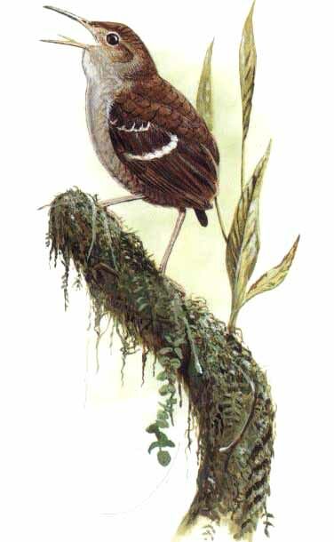 Wing-banded Wren