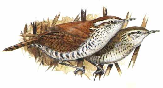 Banded Wren