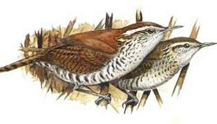 Banded Wren