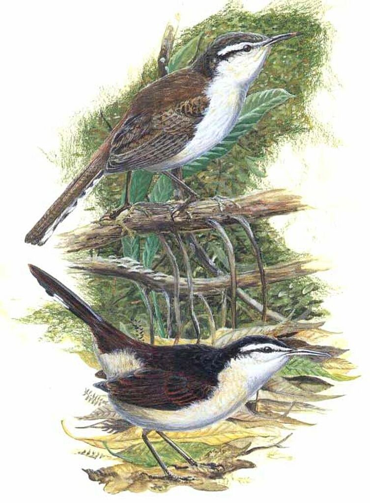 Bicolored Wren