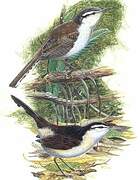 Bicolored Wren