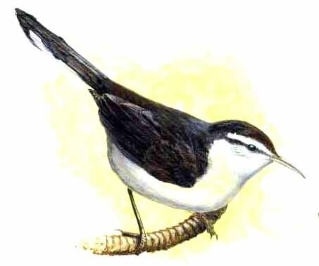 Bicolored Wren