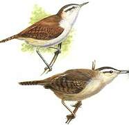 Superciliated Wren