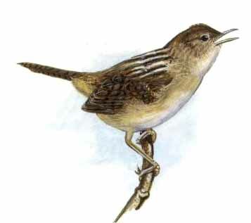 Apolinar's Wren