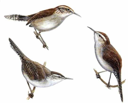 Bewick's Wren