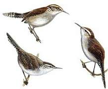 Bewick's Wren