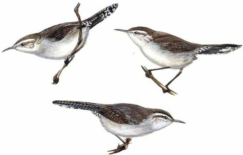 Bewick's Wren