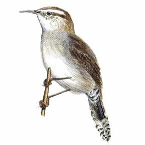 Bewick's Wren