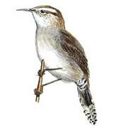 Bewick's Wren