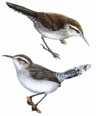 Bewick's Wren