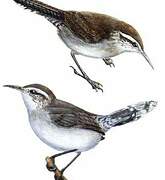 Bewick's Wren