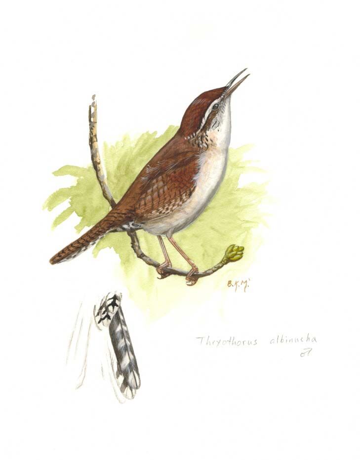 Carolina Wren