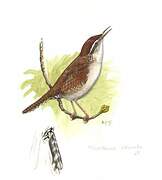 Carolina Wren