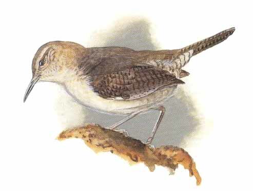 Clarion Wren