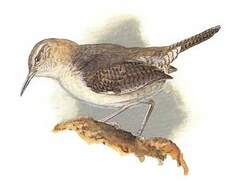 Clarion Wren