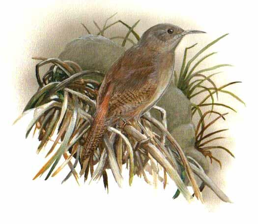 Cobb's Wren