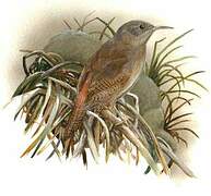 Cobb's Wren