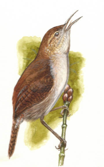 House Wren (beani)