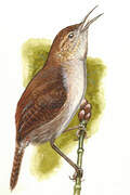 House Wren (beani)