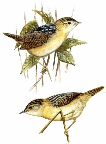 Grass Wren