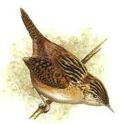 Grass Wren