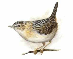 Grass Wren