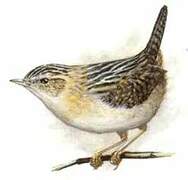 Grass Wren