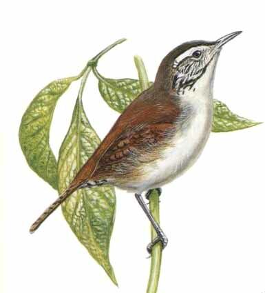 Niceforo's Wren - Thryophilus nicefori - bkma23496